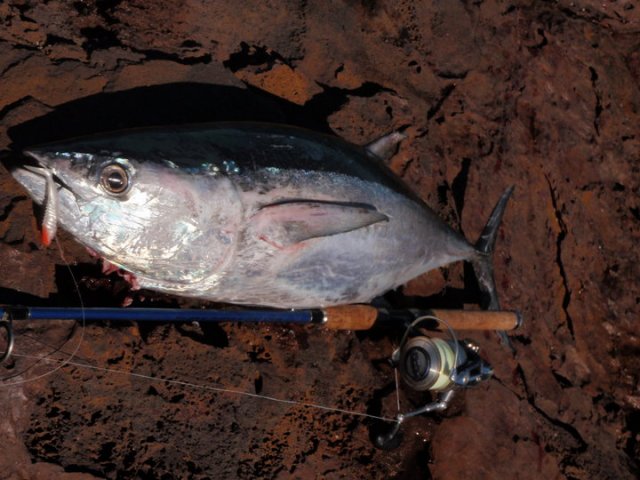 landbased tuna on 8lb